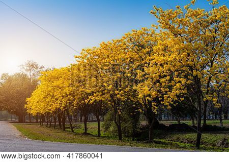Yellow Golden Tabebuia Chrysotricha Tree Roadside With Park In Landscape At Blue Sky Background. Pub