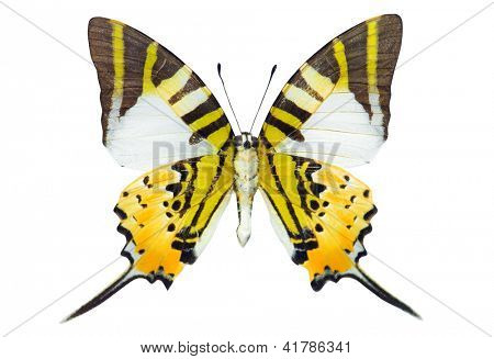 Pět Bar Swordtail motýl izolovaných na bílém pozadí