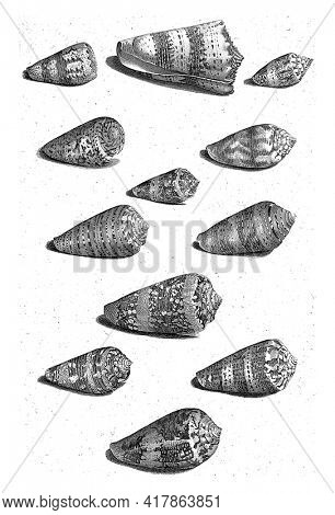 Twelve shells of different snail species, all shown in the same direction.