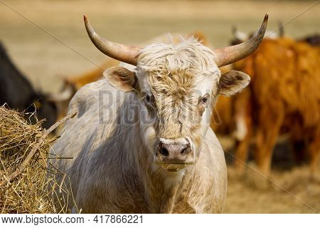 Portrait Of Blonde Aquitaine Breed Cow In The Meadow Autumn Field. Free Grazing