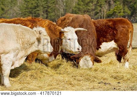 Charolais And Chandler Herefords Cow Eating At Autumn Field. Brown And White Paint Cow. Cute Orange 
