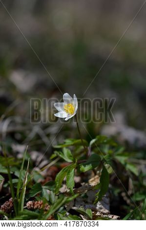Wood Anemone, Early Spring White Wildflower In Nature.