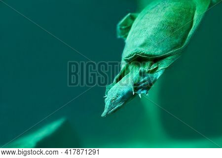 Trionyx Turtle Close-up In Green Water. Selective Focus. Copy Space.
