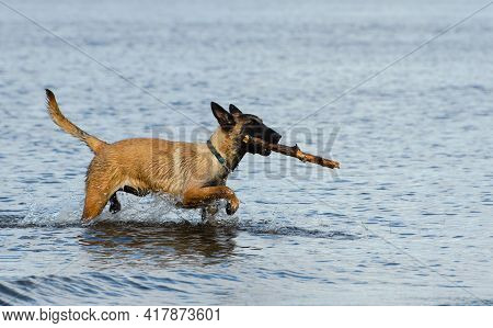 Funny Malinois Dog With A Stick In Its Mouth Is Walking Through The Water, Profile View.