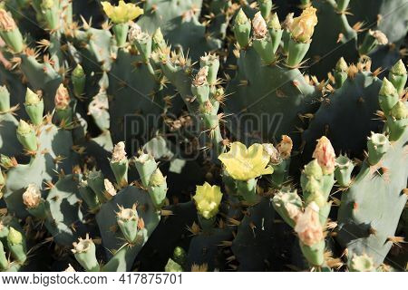 Ses Salines, Majorca / Spain - August 22, 2016: Cactus Garden At Island Majorca, Botanicactus Garden