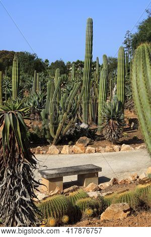 Ses Salines, Majorca / Spain - August 22, 2016: Cactus Garden At Island Majorca, Botanicactus Garden