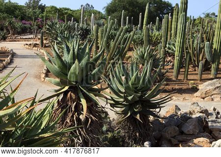 Ses Salines, Majorca / Spain - August 22, 2016: Cactus Garden At Island Majorca, Botanicactus Garden