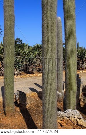 Ses Salines, Majorca / Spain - August 22, 2016: Cactus Garden At Island Majorca, Botanicactus Garden