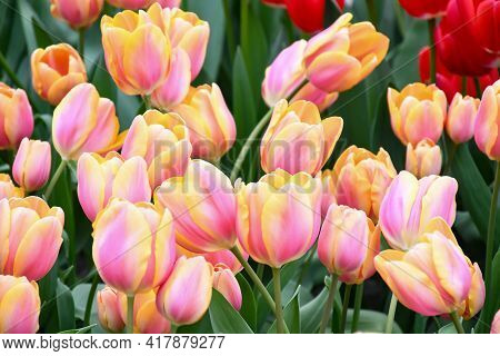Beuatiful Calypso Tulips Glowing Orange-reddish Flowers With Canary-yellow Margins Petals ,colorful 