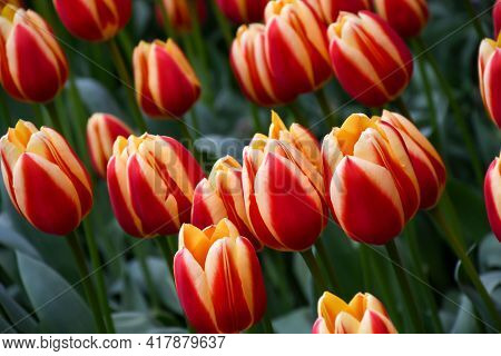 Beuatiful Hot Honey Rag Tulip Glowing Orange-reddish Flowers With Canary-yellow Margins Petals ,colo