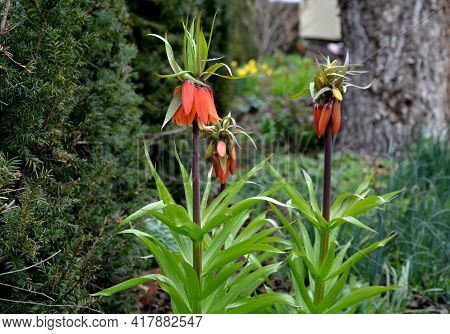 Large Perennials With Red Bells Flowers Along With A Yellow Narcissus Flower In A Bark Mulched Flowe