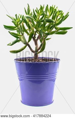 Crassula In A Flower Pot. Succulent Fat Woman, Gollum.