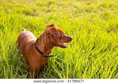 น้ำตาลสุนัข pinscher มินิในโดว์สีเขียวที่กลางแจ้ง