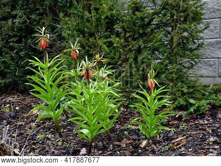 Large Perennials With Red Bells Flowers Along With A Yellow Narcissus Flower In A Bark Mulched Flowe