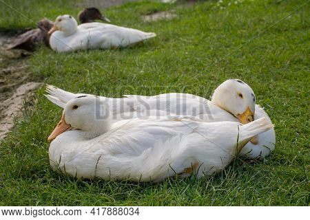 White Mulard Ducks Sit In The Green Grass