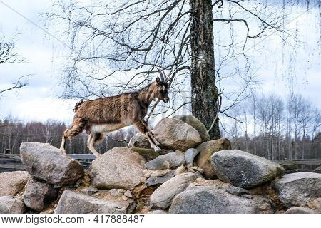 Herd Of Goats In The Grassland. Goats Eating Grass And Climbing Rocks On A Pasture In Farm. Goat Kid