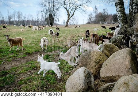 Herd Of Goats In The Grassland. Goats Eating Grass And Climbing Rocks On A Pasture In Farm. Goat Kid