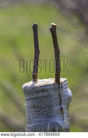 Inoculation On A Tree. Young Shoots Of Apple Trees Grafted On An Old Tree Root.