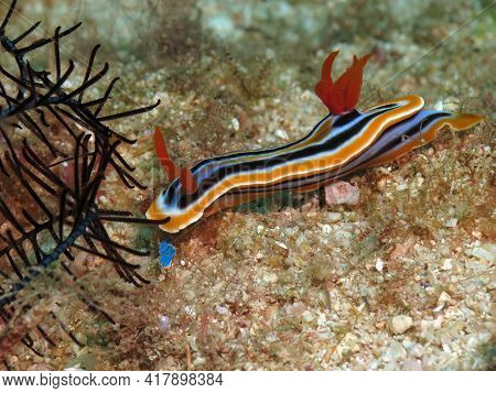 A Chromodoris Quadricolor Nudibranch Crawling On Sand Boracay Island Philippines