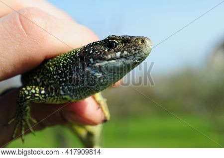 European Green Lizard Lacerta Viridis In Human Fingers. Little Lizard With Brown Eye Looking Into Ca