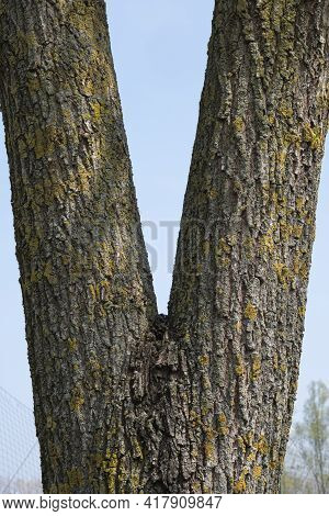 Close Up Of A Tree Trunk With V Shape