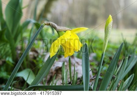 Spring Yellow Flowers Daffodil In The Park