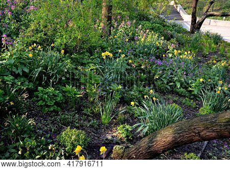 Bench At A Retaining Wall In A Park Of Black Bushes Early Spring Perennials On A High Flowerbed Path