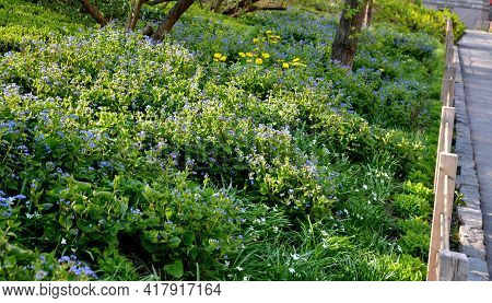 Bench At A Retaining Wall In A Park Of Black Bushes Early Spring Perennials On A High Flowerbed Path