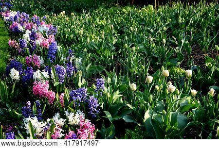 Hyacinths Bloom On The Edge Of A Snowy Lawn In A Flowerbed In The Undergrowth Of Trees Near The Lawn