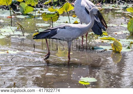 Asian Openbill Or Asian Openbill Stork Is A Large Wading Bird In The Stork Family Ciconiidae.