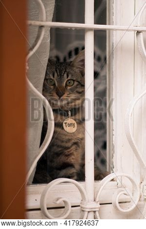 The Sad Tony Cat Sits On A Window. Cat In Old Window