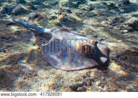 Blue spotted Stingray on sand bootom in the Red Sea