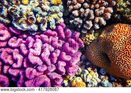 Coral reef colony in Red sea in Egypt