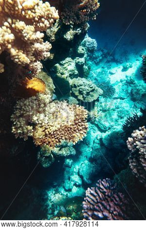Coral reef colony in Red sea in Egypt