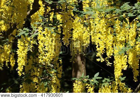 Golden Chain Tree - Laburnum. Tree Species In Europe. Laburnum Blossom In Late Spring In Germany.