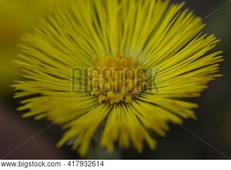 Single Yellow Coltsfoot (tussilago Farfara) In The Early Spring. Coltsfoot Flower Close Up. Macro. S