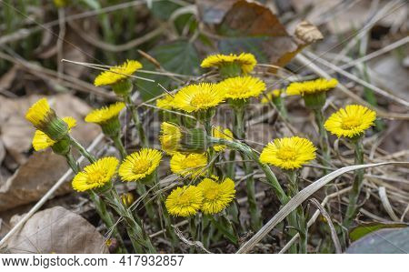 Yellow Coltsfoot (tussilago Farfara) In The Early Spring. Coltsfoot Flowers Close Up. Macro. Selecti