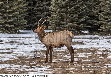 North American Elk In An Open Meadow In Rocky Mountain, Alberta, Canada