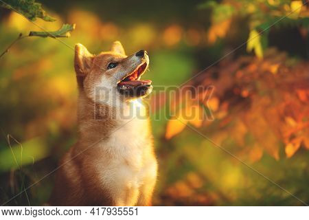 Funny And Happy Shiba Inu Puppy Sitting In The Fall Forest At Golden Sunset. Cute Red Shiba Inu Fema