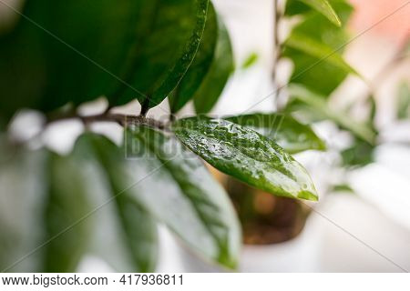 Zamioculcas Zamifolia - Dollar Tree. Zanzibar Gem The Tree Is Named . Concept Of Home Gardening. Sel