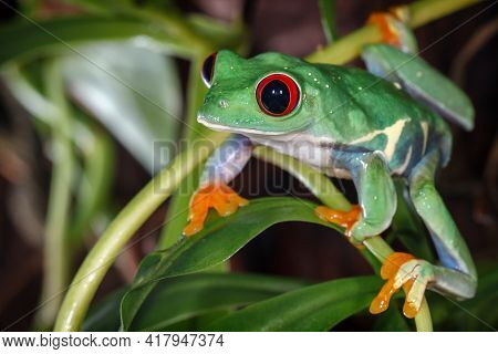 Red eyed tree frog in the terrarium