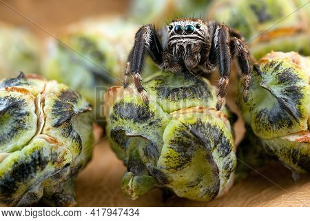 Jumping spider and thuja buds like a melons