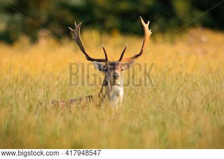 Fallow Deer With Big Anters Looking On Field In Sunlight