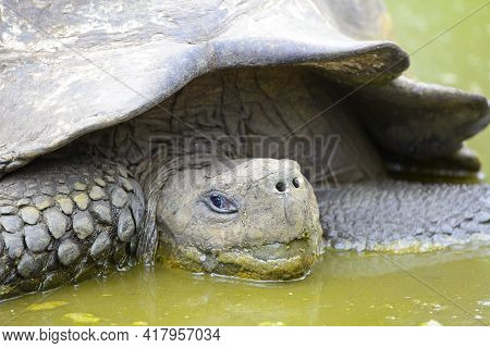 Closeup Head On Portrait  Of Galapagos Tortoise (chelonoidis ) In Water, Galapagos Islands, Ecuador.