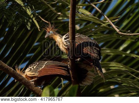Closeup View Of Exotic Colorful Hoatzin Bird Opisthocomus Hoazin Sitting In Lush Green Tropical Amaz