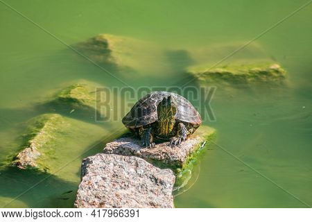 Green Tortoise On A Sunny Day And A Green Pond