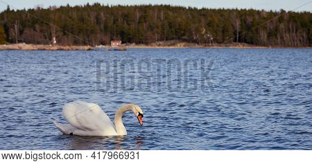 White Swan On The Baltic Sea Coast In Finland
