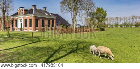 Panorama Of Sheep In Front Of An Old Farm In Finsterwolde, Netherlands