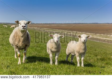 Mother Sheep And Lambs In The Dollard Region In Holland