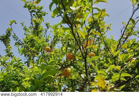 Amazing Fruit Trees In A Decorative Truss Botanical Garden Emek Hefer